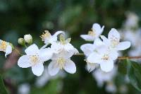 Philadelphus lewisii image