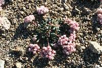 Calyptridium monospermum image