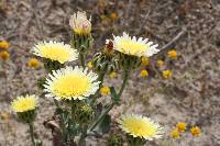 Malacothrix coulteri image