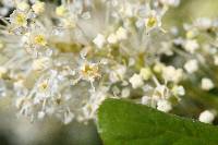 Ceanothus velutinus image