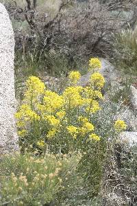 Erysimum capitatum image