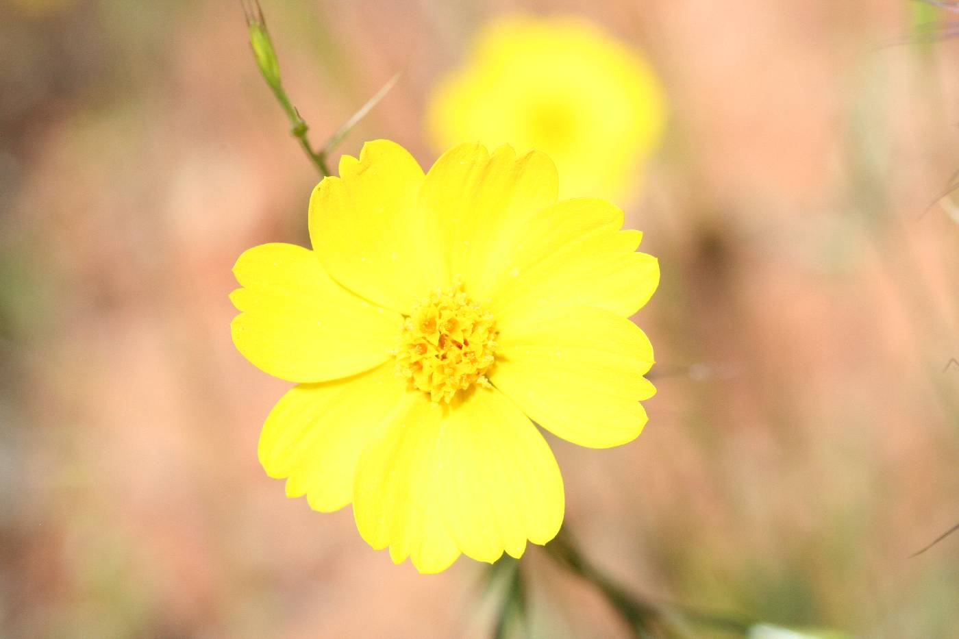 Leptosyne stillmanii image