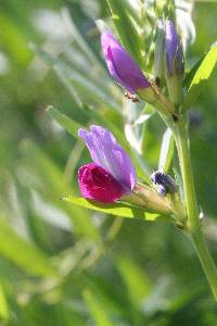 Vicia sativa image