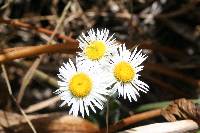 Erigeron coulteri image