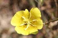 Calochortus luteus image