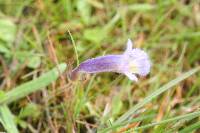 Orobanche uniflora image