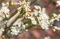 Eriogonum nudum image