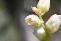 Heuchera cylindrica image