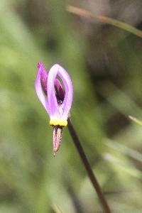 Primula tetrandra image