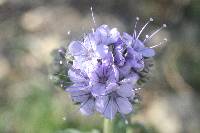 Phacelia distans image