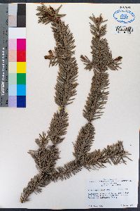 Image of Abies cephalonica
