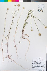 Gilia capitata subsp. pedemontana image