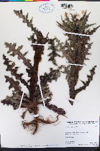 Sonchus asper image