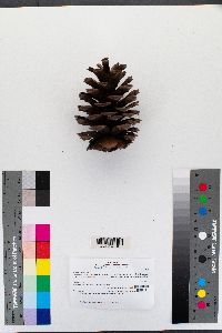 Pinus ponderosa image