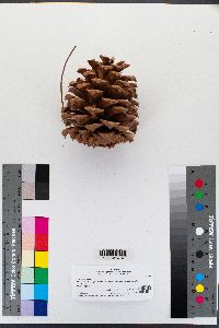 Pinus ponderosa image