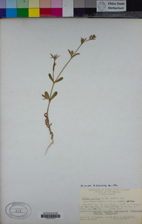 Silene gallica image