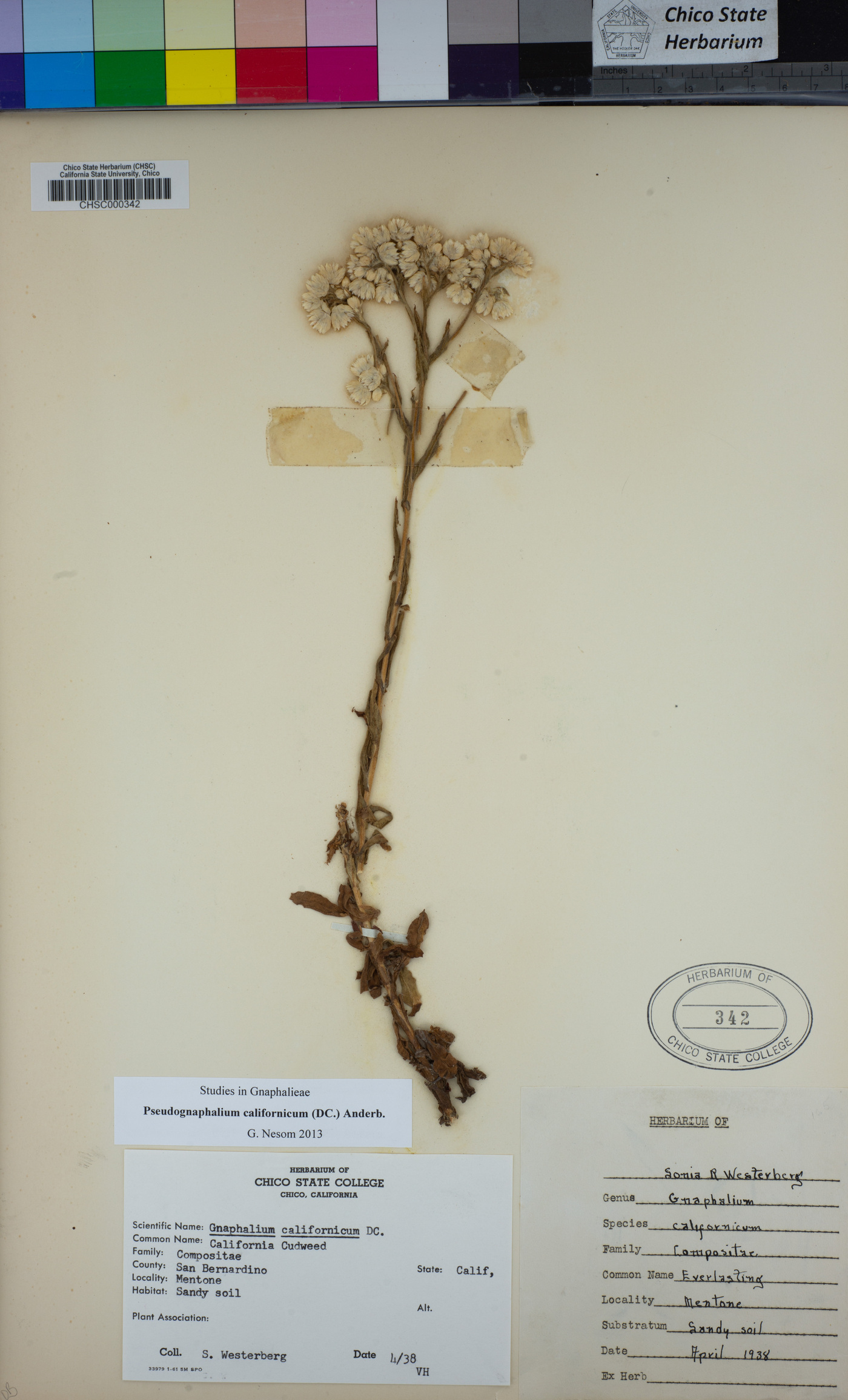 Pseudognaphalium californicum image