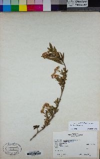 Baccharis salicifolia subsp. salicifolia image