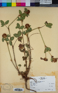 Trifolium pratense image