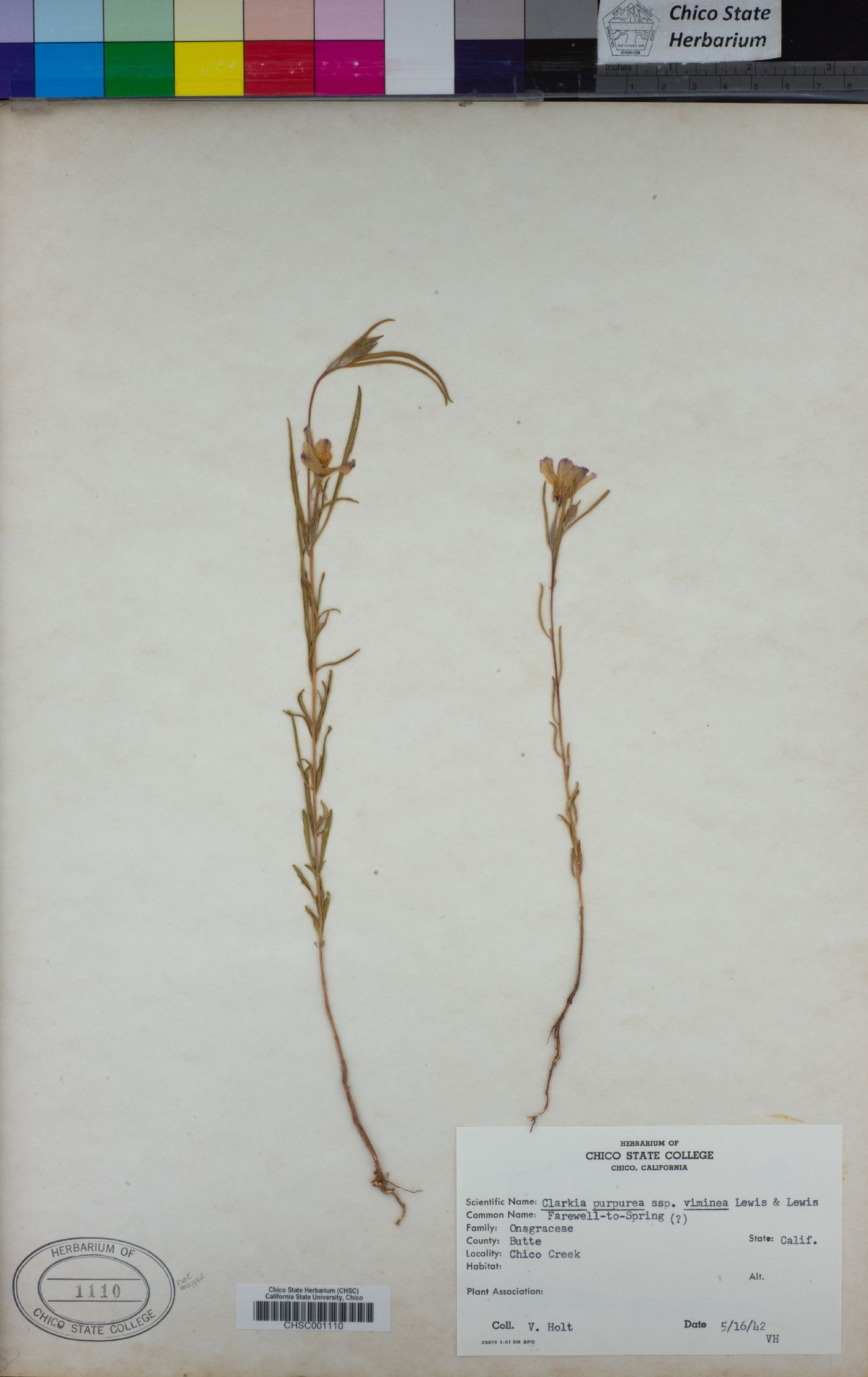 Clarkia purpurea subsp. viminea image