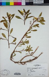 Ludwigia peploides subsp. peploides image