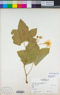 Rubus parviflorus image