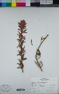 Castilleja pruinosa image