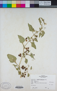 Solanum americanum image