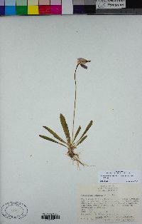 Primula tetrandra image