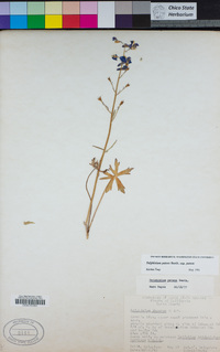 Delphinium patens image