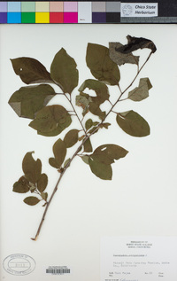 Diospyros virginiana image