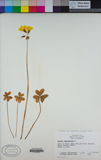 Oxalis pes-caprae image