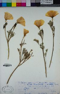 Eschscholzia californica image