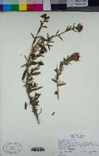 Castilleja pruinosa image