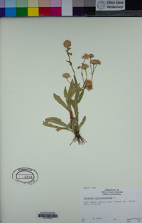 Erigeron philadelphicus image