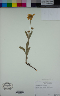 Arnica dealbata image