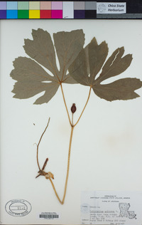 Podophyllum peltatum image