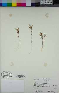 Collomia tinctoria image