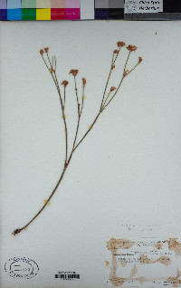 Eriogonum nudum var. nudum image