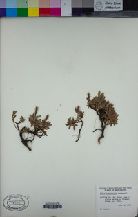 Image of Salix cascadensis