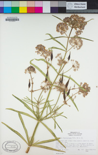 Asclepias fascicularis image