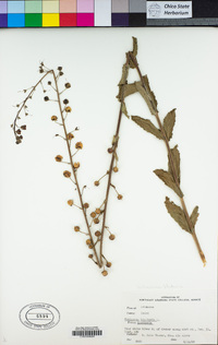 Verbascum blattaria image