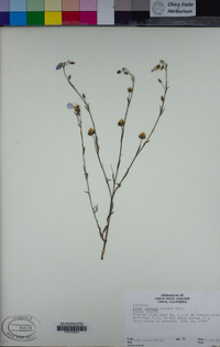 Linum lewisii var. lewisii image