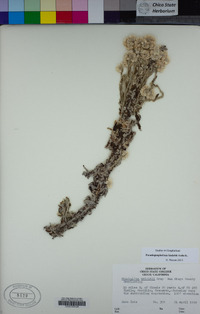 Pseudognaphalium canescens image