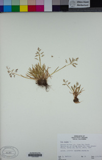 Poa annua image