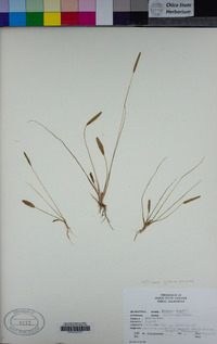 Alisma gramineum image