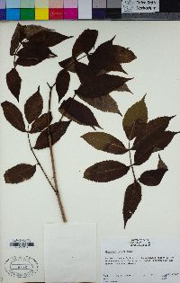 Sambucus racemosa var. racemosa image