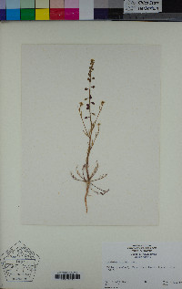 Lepidium nitidum image