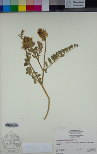 Astragalus lentiginosus image