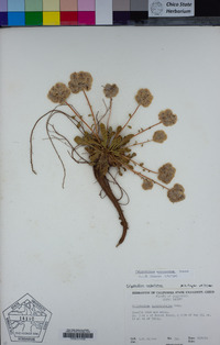 Calyptridium monospermum image